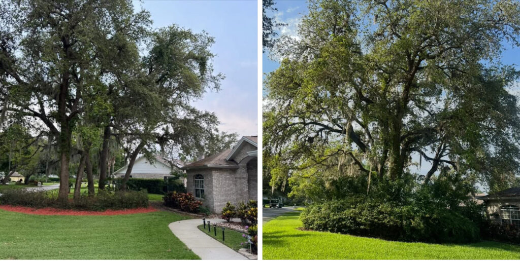 Tree Service Volusia County FL by OI Solutions Tree Services